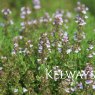 Thymus 'Porlock'
