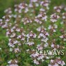Thymus vulgaris