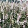 Tiarella 'Pink Skyrocket' PBR