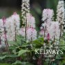 Tiarella 'Spring Symphony' PBR
