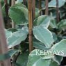Trachelospermum jasminoides 'Variegatum' (v)