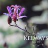 Tricyrtis formosana 'Purple Beauty'