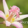 Tricyrtis 'Tojen'