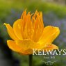 Trollius chinensis 'Golden Queen' (3 litre pot)