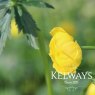 Trollius x cultorum 'Lemon Queen'
