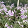 Tulbaghia 'Purple Eye'