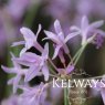 Tulbaghia violacea 'Silver Lace' (v)