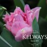 Tulipa 'Angelique' (11)