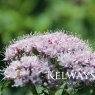 Valeriana pyrenaica