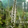 Veronicastrum virginicum 'Diane'