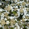 Viburnum plicatum f. tomentosum 'Mariesii'