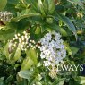 Viburnum tinus (7.5 litre pot)