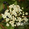 Viburnum tinus (7.5 litre pot)