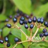 Viburnum tinus (7.5 litre pot)