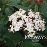 Viburnum tinus SPIRIT ('Anvi' PBR)