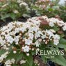 Viburnum tinus SPIRIT ('Anvi' PBR)