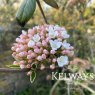Viburnum x burkwoodii (3 litre pot)