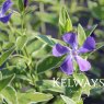 Vinca major 'Variegata'