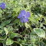 Vinca minor 'Ralph Shugert' (v) (3 litre pot)