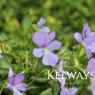Viola 'Belmont Blue' (C)