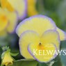 Viola 'Etain' (Va)
