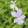 Viola 'Grovemount Blue' (C)