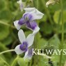 Viola hederacea