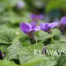 Viola 'Konigin Charlotte' (Vt)