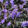 Viola labradorica ambig.