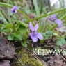 Viola reichenbachiana