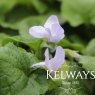 Viola 'Reine des Neiges' (Vt)