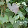 Vitis 'Brandt' (O/B)
