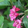 Weigela 'Bristol Ruby' (7.5 litre pot)