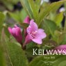Weigela PINK POPPET ('Plangen' PBR) (3 litre pot)