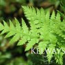 Woodwardia fimbriata