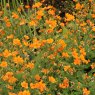 Geum 'Dolly North' (d)