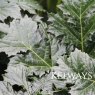 Acanthus mollis (Latifolius Group) 'Rue Ledan'