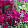 Aubrieta AXCENT BURGUNDY ('Abrz0004' PBR) (Axcent Series)
