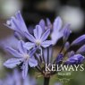 Agapanthus Summer Love Blue ('Corag02bl') (Summer Love Series)