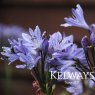Agapanthus Summer Love Blue ('Corag02bl') (Summer Love Series)