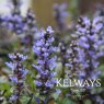 Ajuga tenorei 'Valfredda'