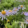 Aster tongolensis 'Wartburgstern'