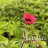 Potentilla nepalensis 'Ron McBeath'