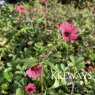 Potentilla nepalensis 'Ron McBeath'