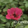 Potentilla nepalensis 'Ron McBeath'