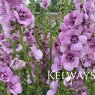 Verbascum (Cotswold Group) 'Pink Domino'