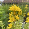 Lysimachia punctata L.