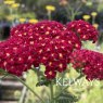 Achillea (Summer Pastels Group) 'Strawberry Seduction' (Seduction Series)