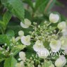 Hydrangea Runaway Bride Snow White ('Ushyd0405' PBR)