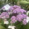 Hydrangea aspera 'Macrophylla'